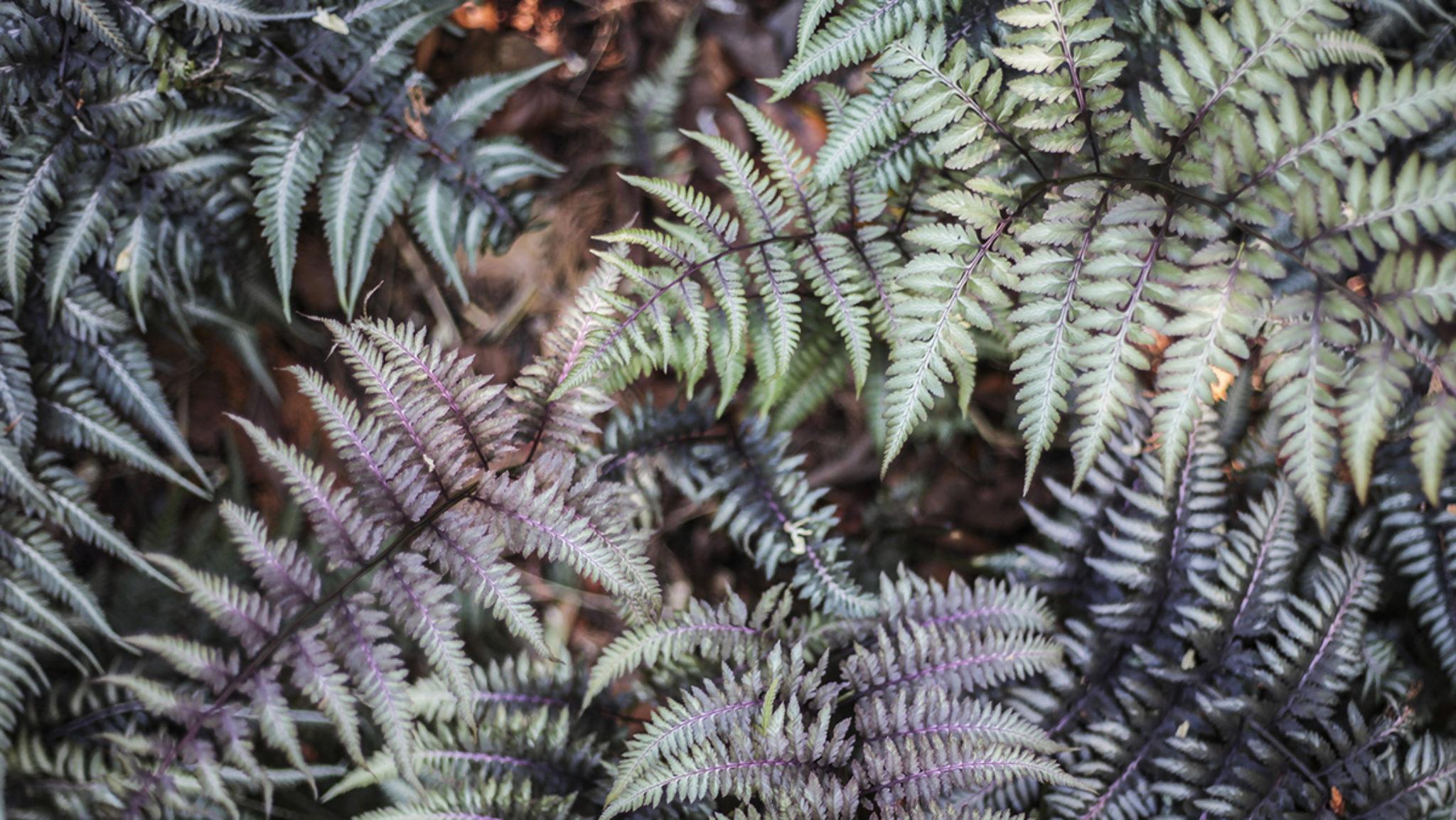 Close-up of the Burgundy Lace Painted Fern.