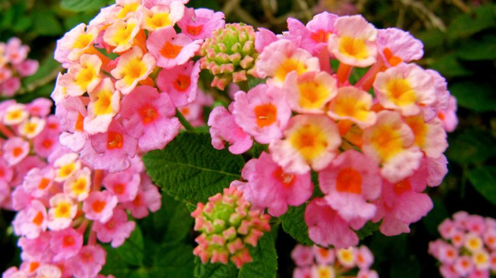 Heat-Loving Lantana Brings on the Blooms (and butterflies, too)