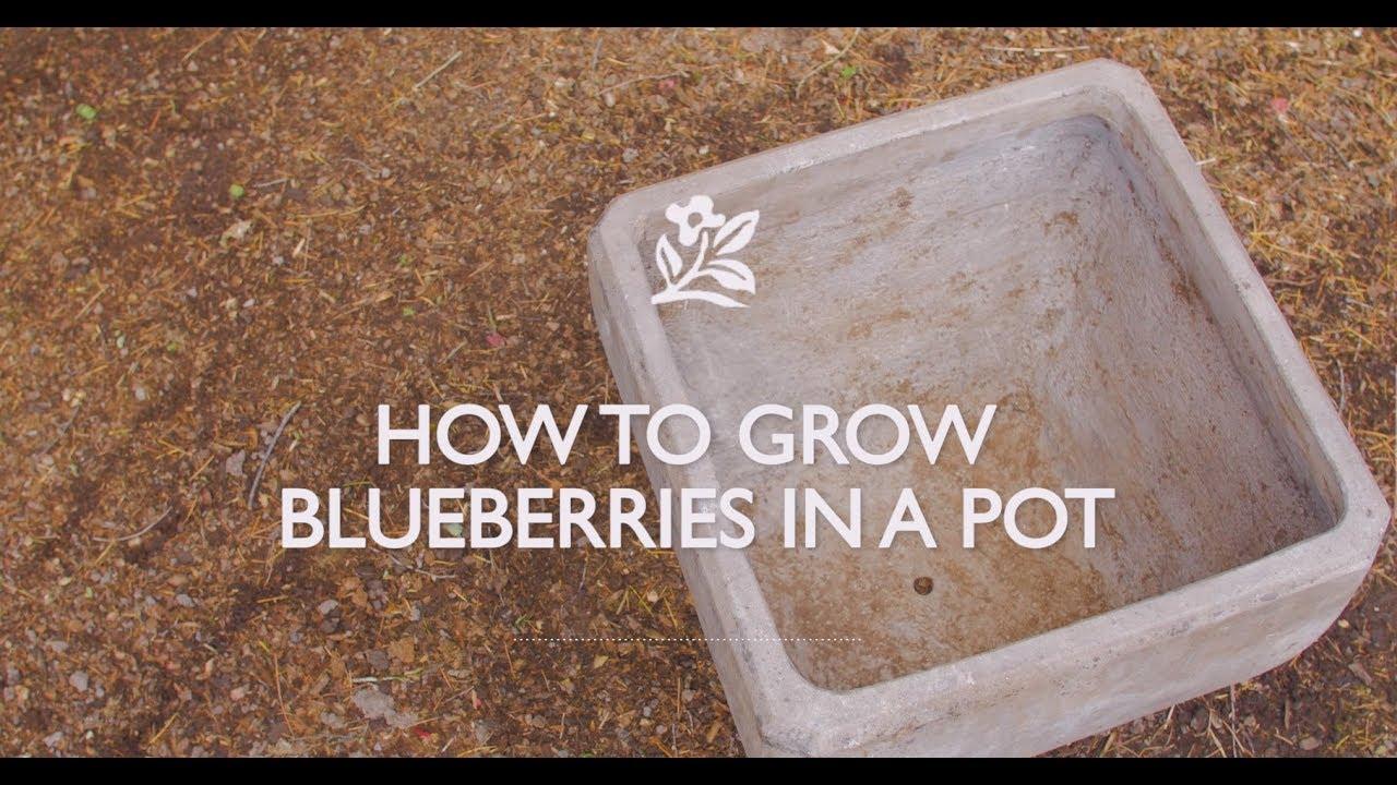 Growing Blueberries In A Pot with Monrovia Gardens