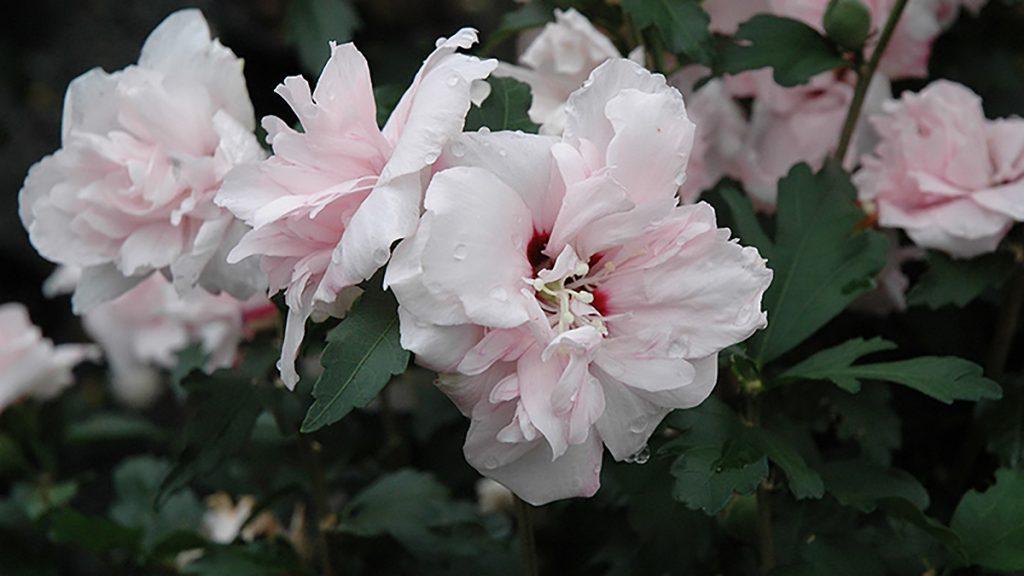 Close-up of a group of Blushing Bride Rose of Sharon flowers. 