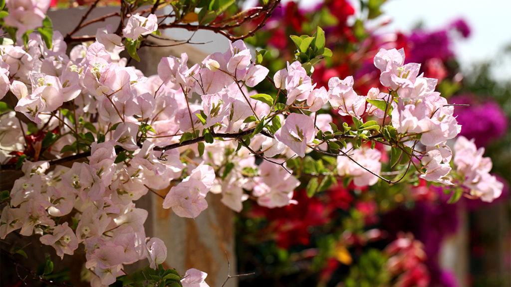 Close-up of light pink Bougainvillea in front of dark pink flowers.
