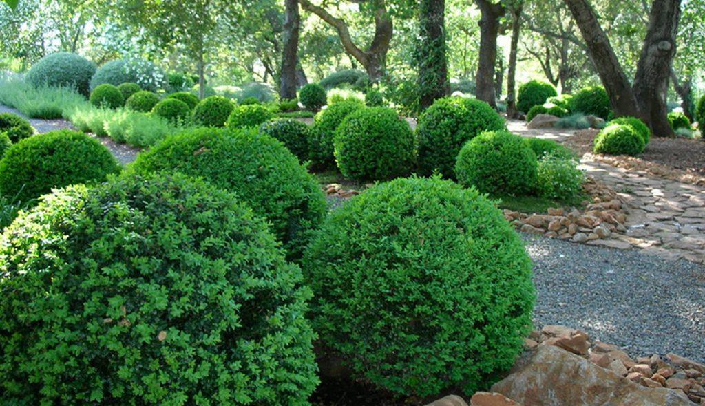 There's a Boxwood For Every Garden: America’s Favorite Shrub