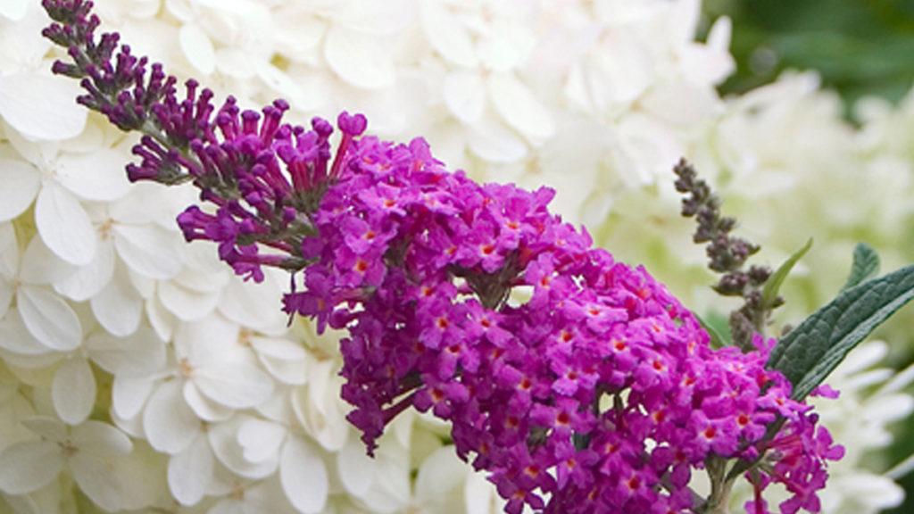 Close-up of the Miss Ruby Butterfly Bush lilac flower in front of a white flower.