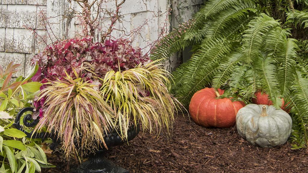 fall container beside pumpkins and fern in front of a whitewashed door