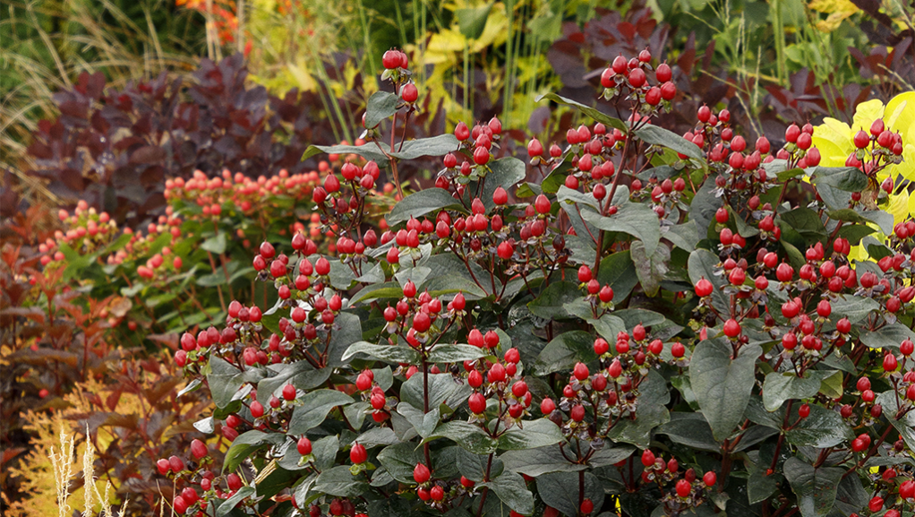 FloralBerry St. Johns Wort with red berries growing in autumn landscape.