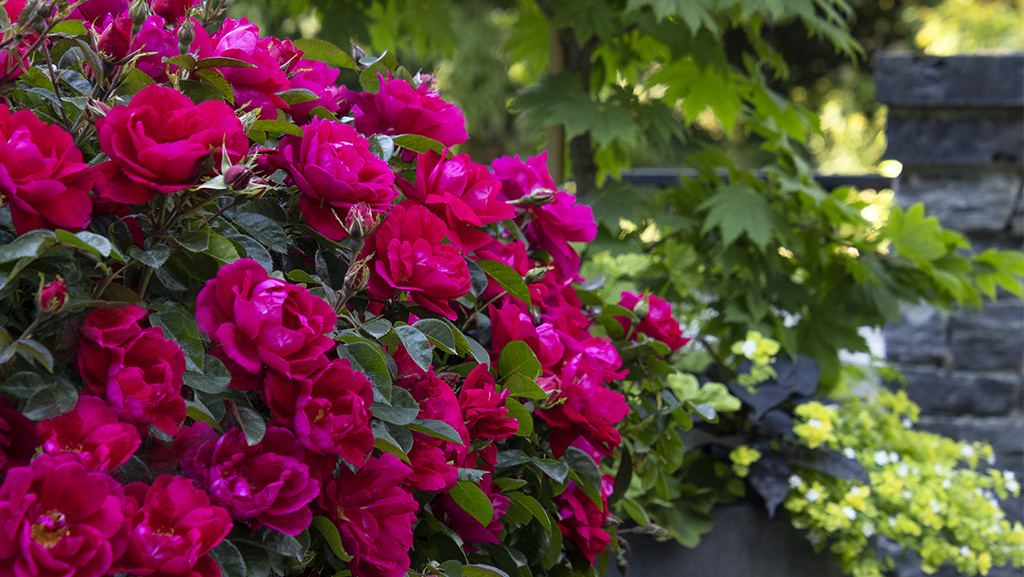 dark pink roses with green foliage in background