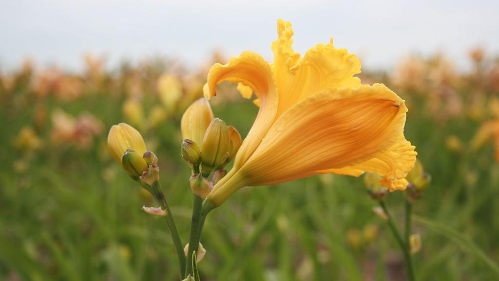 Close-up of a Saffron Skye Daylily in a field of other daylilies.