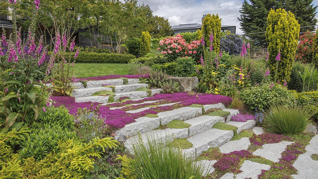 red creeping thyme groundcover grows on a wide staircase in a colorful garden