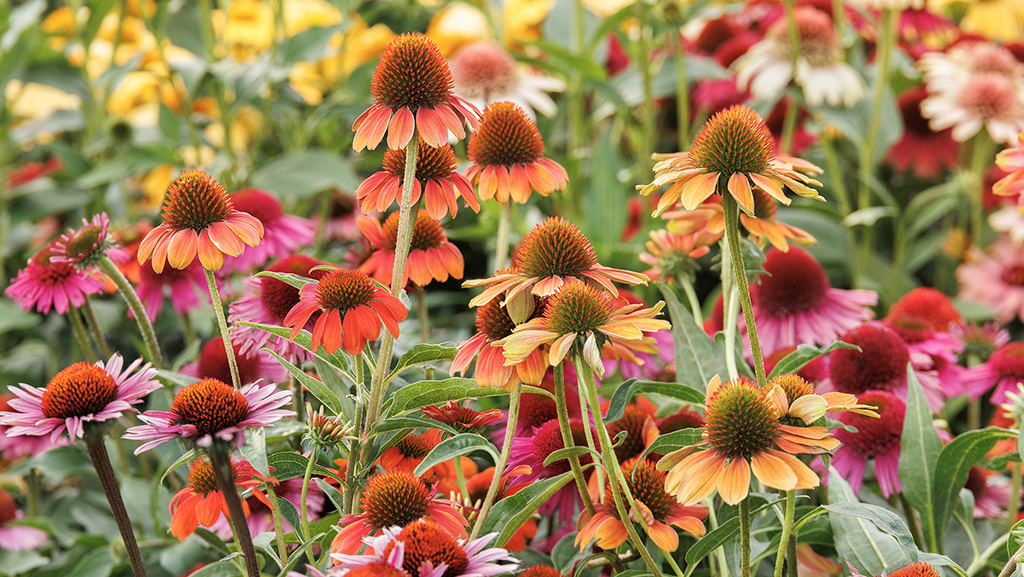 coneflowers in shades of pink, orange, red, and yellow