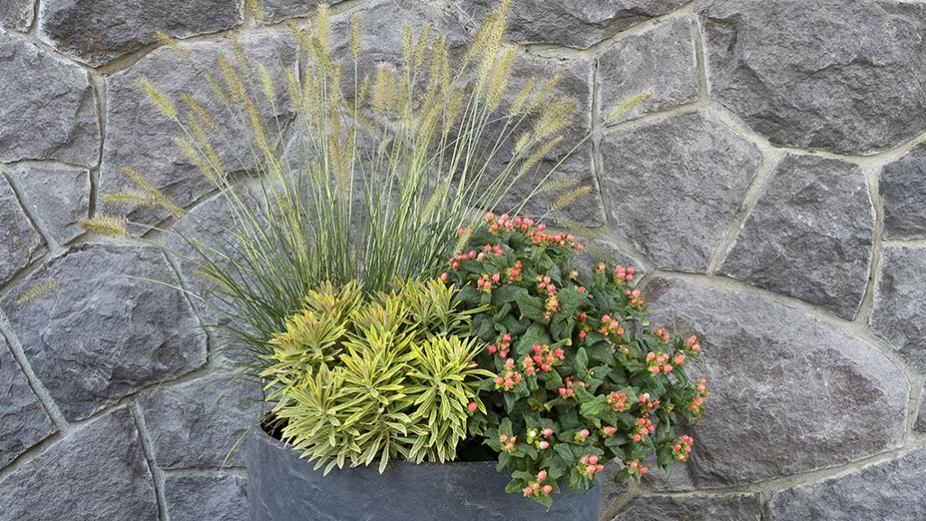 Ginger Love Dwarf Fountain grass, Ascot Rainbow Euphorbia, and St. John's Wort in a container against a stone wall.