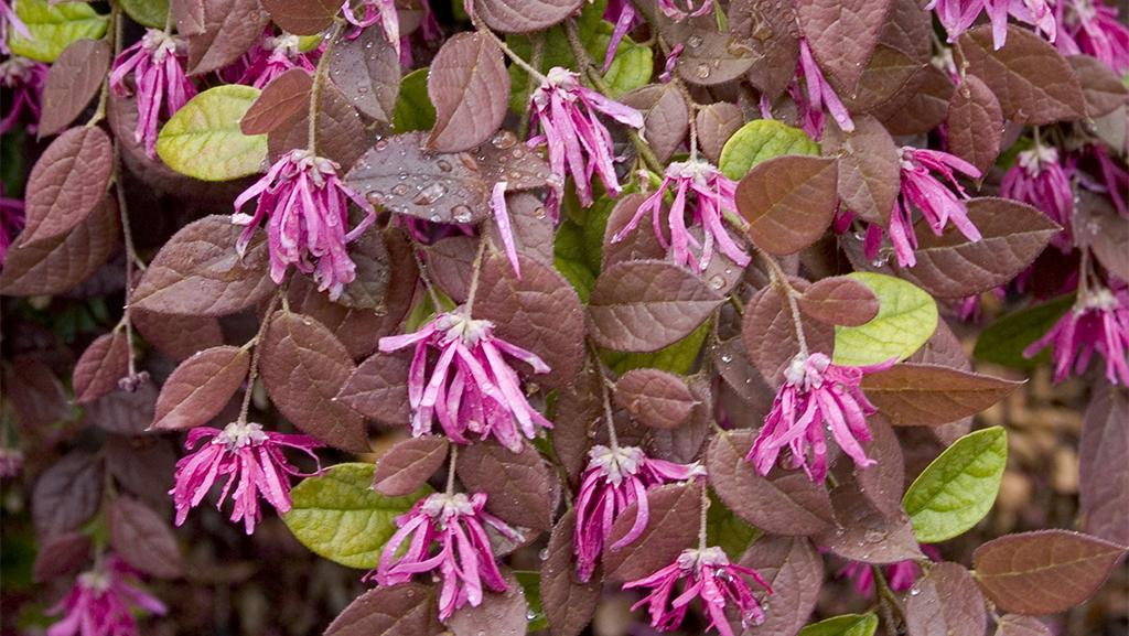 Close-up of Razzleberri Fringe Flower against burgundy leaves.