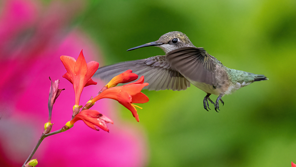 hummingbird flying up to a red crocosmia flower