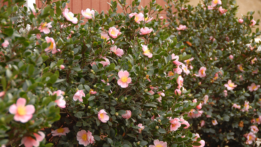 3 camellia shrubs with pink flowers along a fence