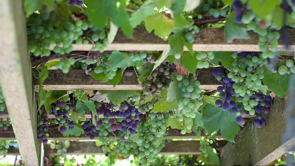 Close-up of a dark navy blue colored grape plant hanging on vines on backyard trellis. 