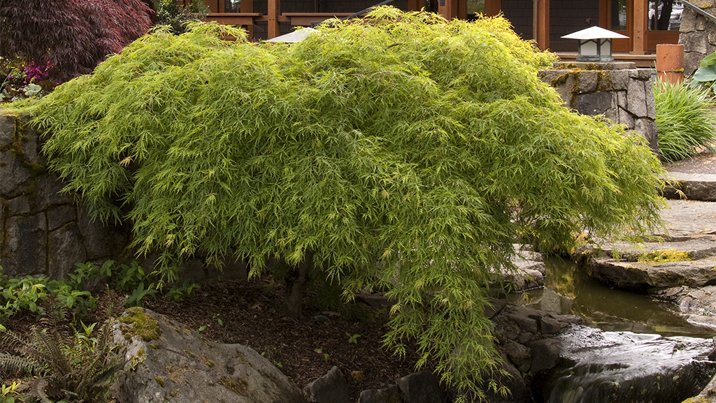 Waterfall Japanese Maple hanging over a water feature in a backyard garden.
