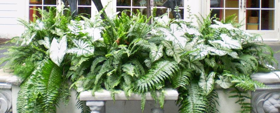 Container of shade tolerant green plants including White Marble Caladium and ferns outside three windows.