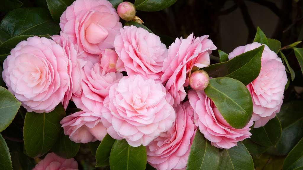 Close-up of Pearl Maxwell Camellia flowers.