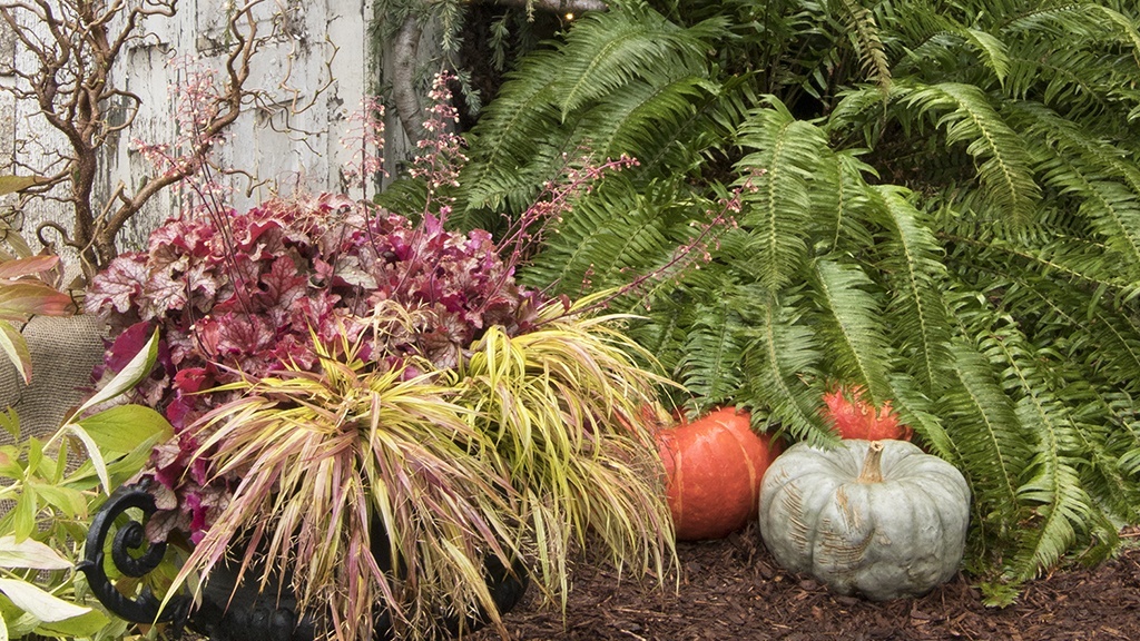 fall container beside pumpkins and fern in front of a whitewashed door