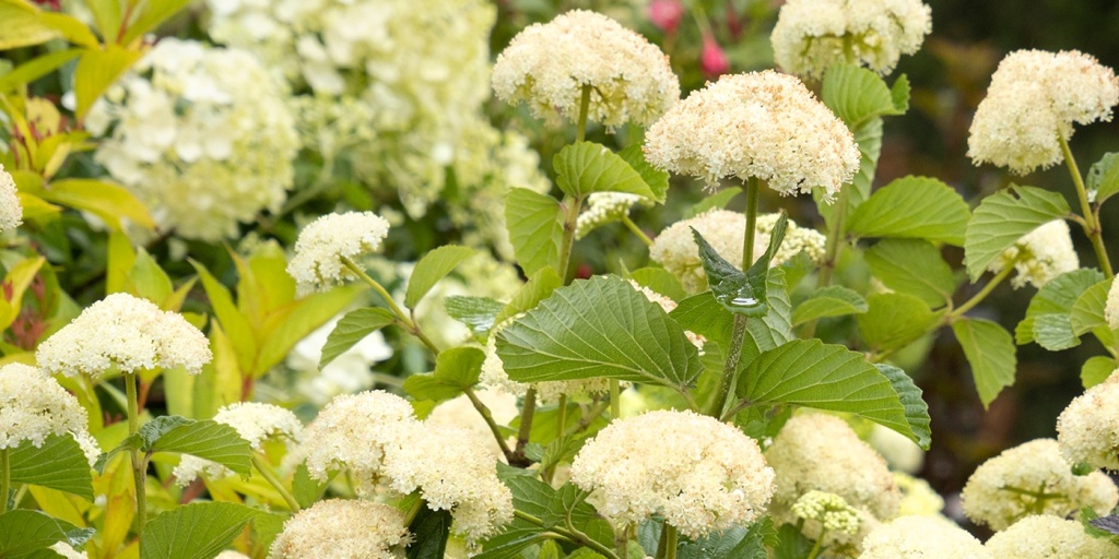 White viburnum blooms close up