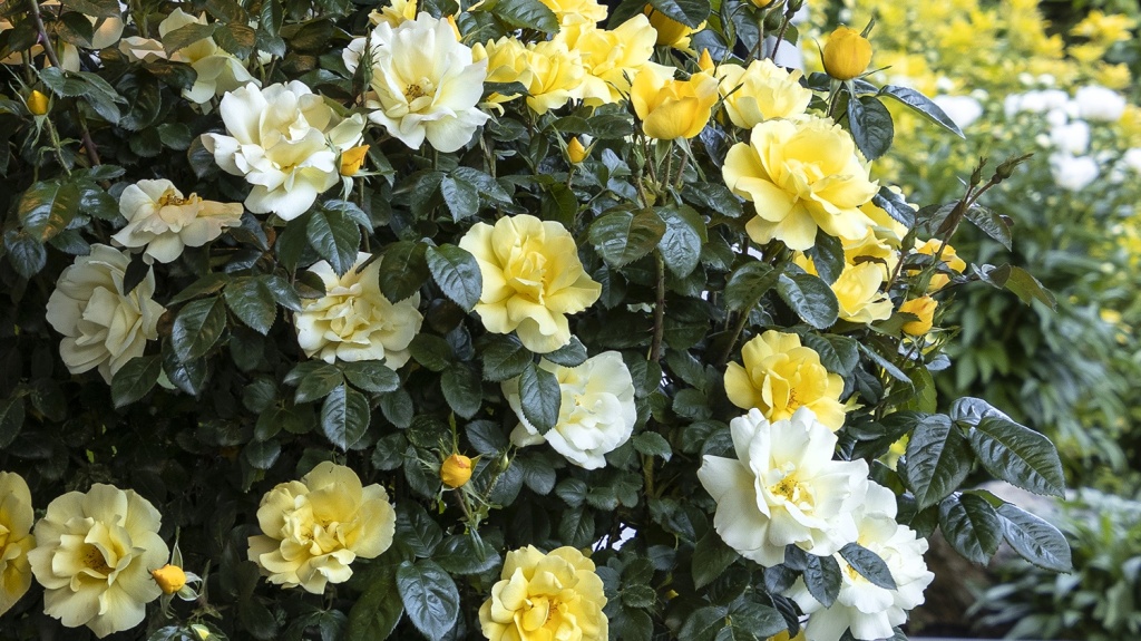 Patio Culture: Design Your Outdoor Living Room