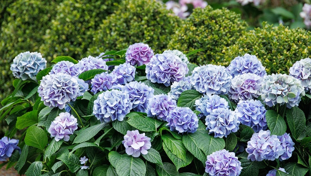 Close-up of a Kitty Hawk hydrangea with pink hydrangeas behind it.