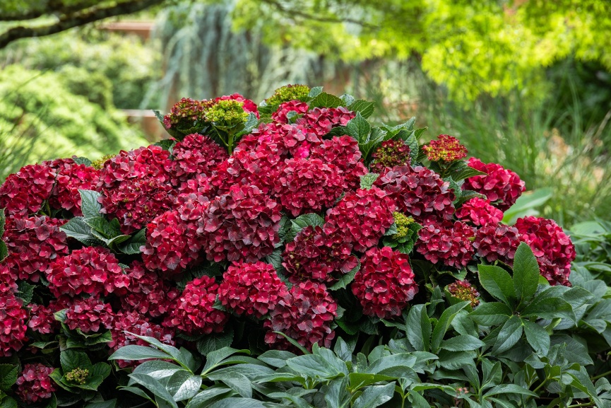Centennial Ruby Hydrangea in a garden