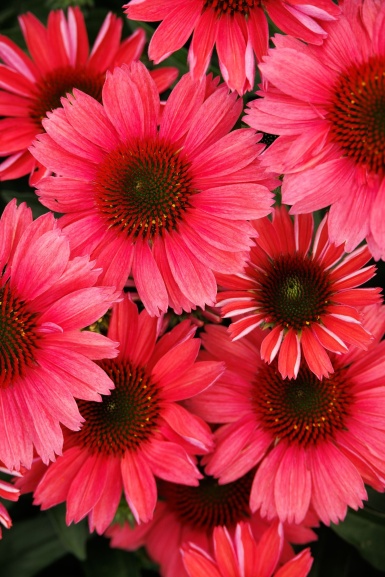 What's Next In Gardening: Trends for 2027 Webinar Recording