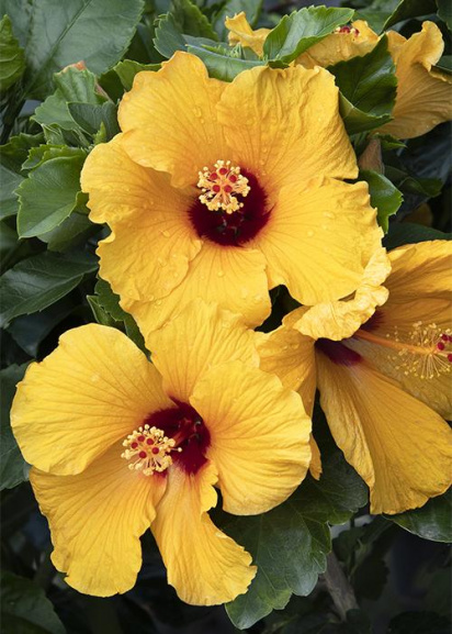 golden yellow hibiscus flowers with red center