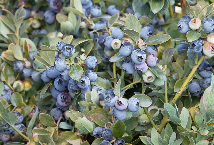 Exquisite Edibles: Plants that Feed our Senses