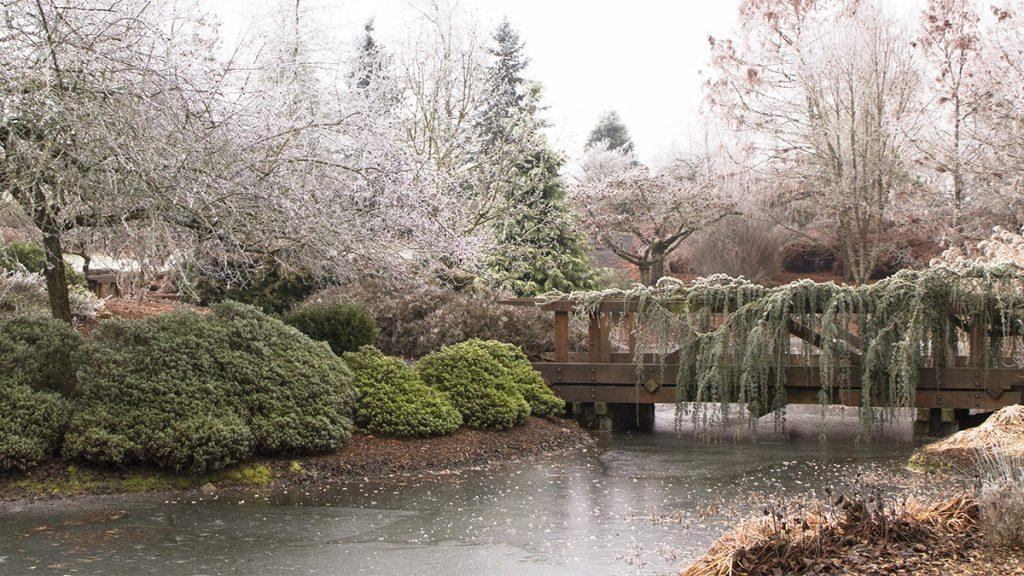 Winter landscape of a river and a wooden bridge surrounded by green shrubs, frosted trees, and flowers.
