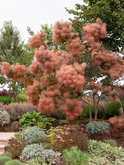Variety of low-maintenance plants such as  lamb's ear, sedum, thrift, and hosta with a Grace Smoke Tree in the center.