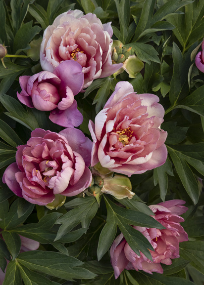 Pink Keiko adored peony flowers are great for valentines day gifts