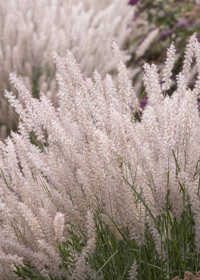 blush pink plumes on karley rose fountain grass