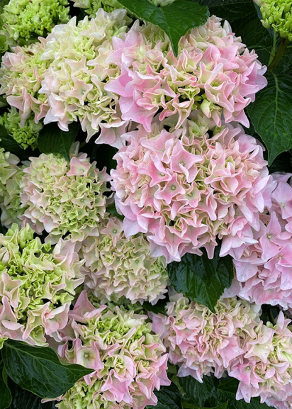 kitty hawk hydrangea flowers in shades of lime, cream, and pink