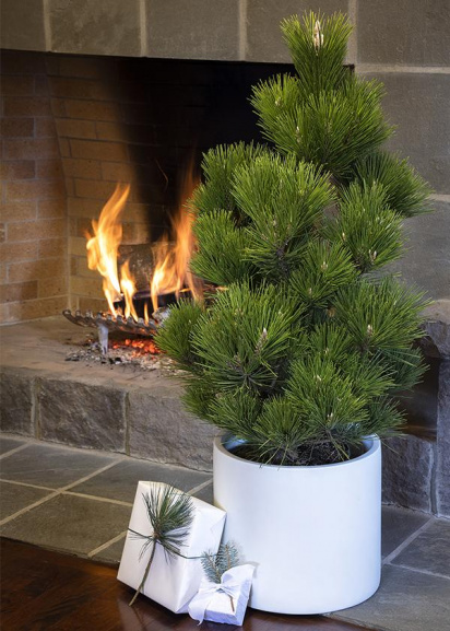 dwarf conifer in a white container in front of a fire with a wrapped gift at base