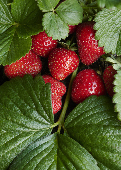 red strawberries with green leaves