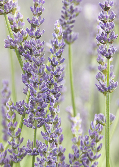 Close-up of lavender blooms