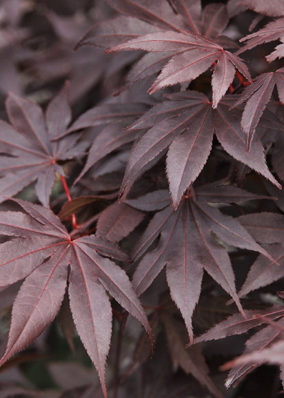 deep purple japanese maple leaves