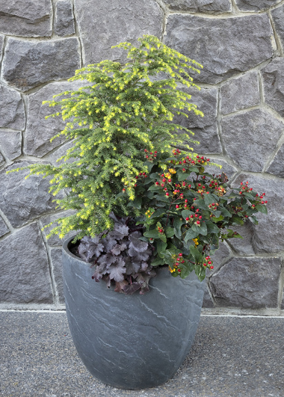 the conifer hemlock in a containter with colorful shrubs and perennials
