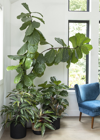 large houseplants growing in a corner of a white room next to a window and blue chair