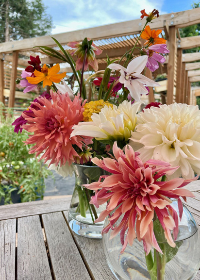 bouquet of dahlias and wildflowers in front of a shade house