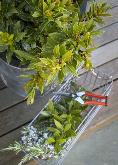 sweet bay laurel in a container with a metal basket full of laurel and rosemary clippings and pruning scissors 