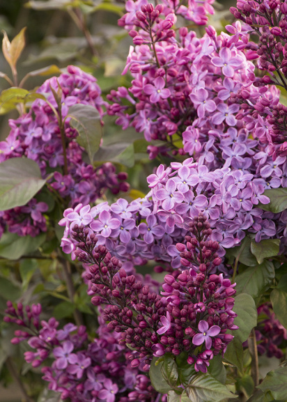Light purple Lilac flowers blooming on a tree.