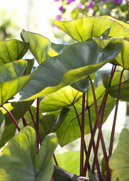 side view of large green leaves of elephant ear with red stems