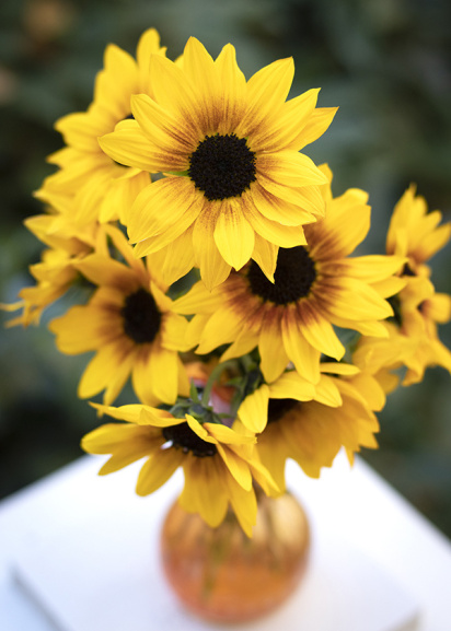 Bright, yellow sunflowers in orange vase for mother's day