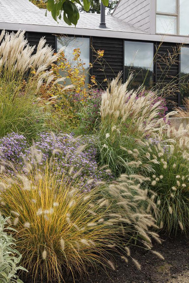 Variety of different tall, ornamental grasses in a landscape with purple asters
