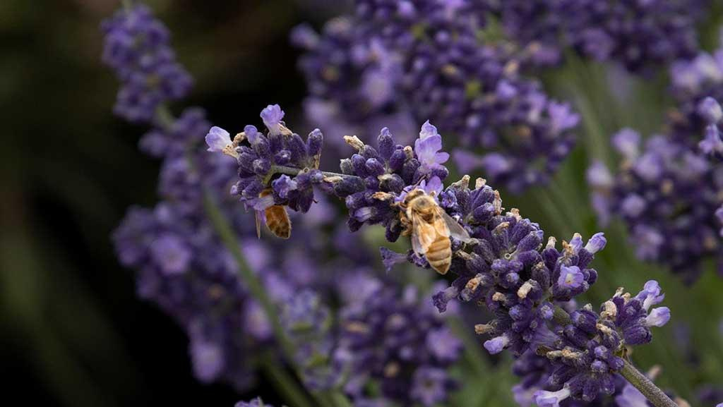 Close-up of lavender with two bees on it.