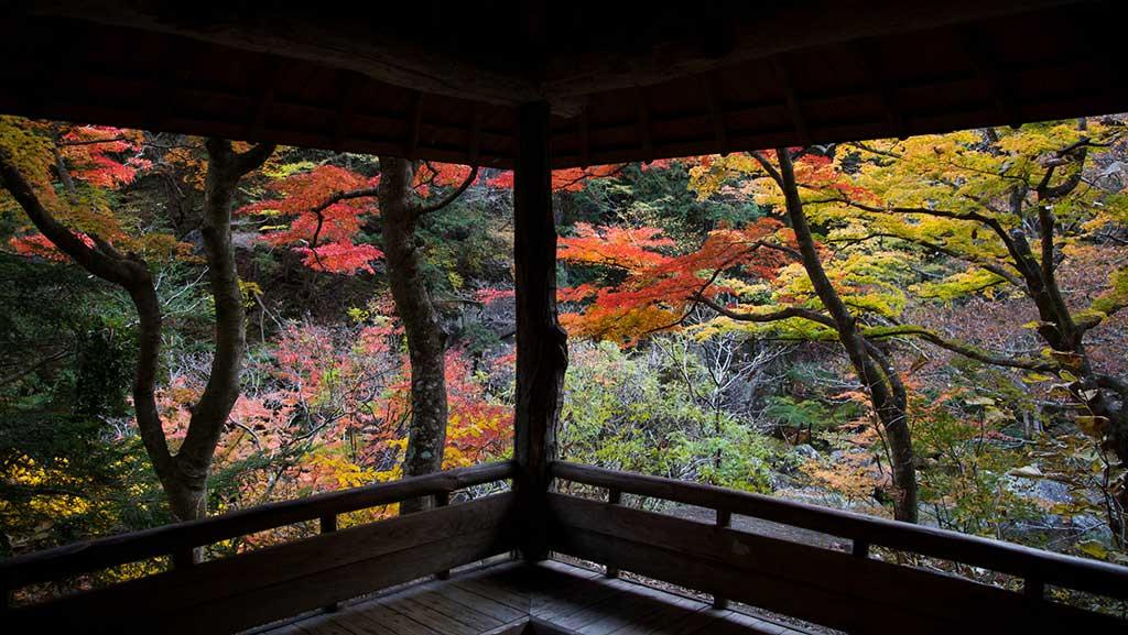 Viewer Perspective inside a covered wooden seating area facing Autumn trees of red, orange, and green. 
