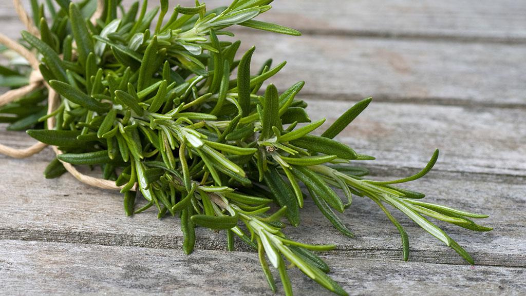 Close-up of Rosemary plant on top of wooden table.