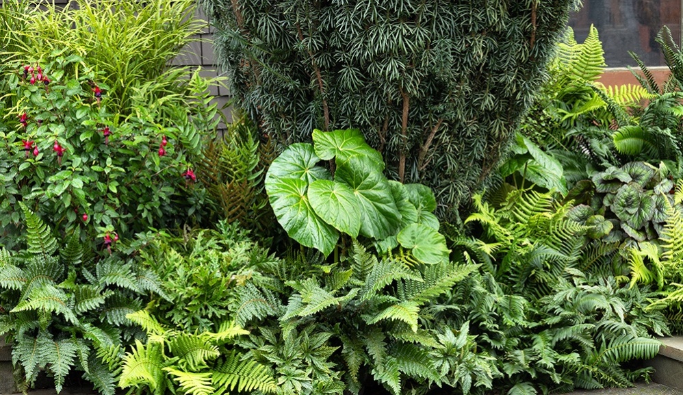 A Life in Pursuit of Plants: A Conversation with Dan Hinkley